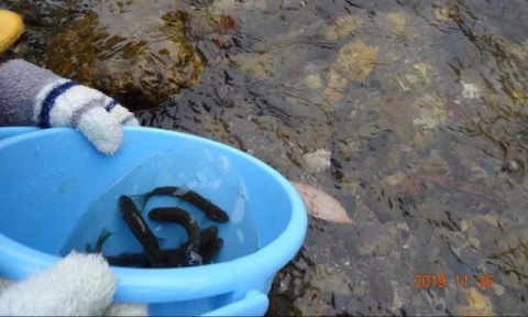 イワナ稚魚 放流の様子