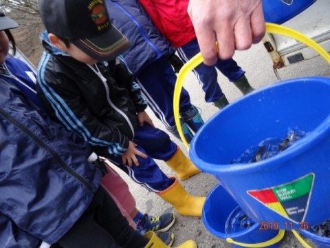 イワナ稚魚 放流の様子