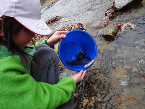 イワナ稚魚 放流の様子