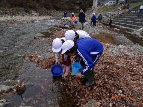 イワナ稚魚 放流の様子